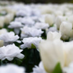 白い造花