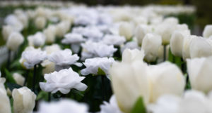 白い造花
