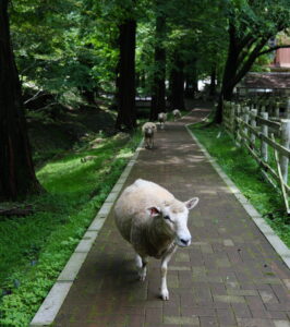 羊さんたち